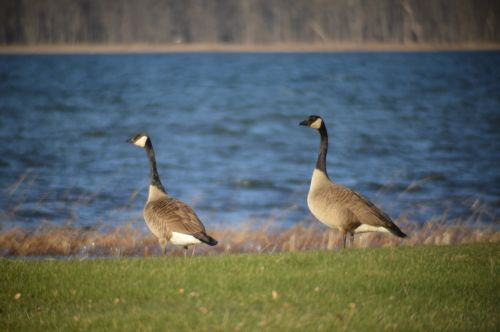 geese lake outdoors