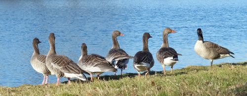 geese gray goose great canadian goose