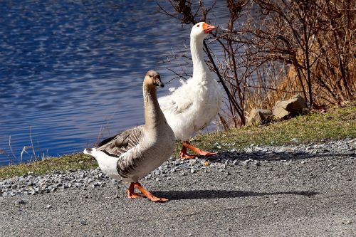 geese pond walking