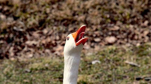 geese honking sunny