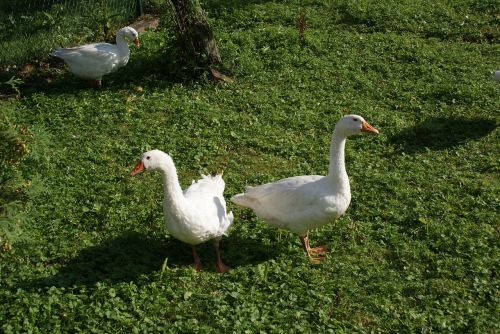 geese poland village animals