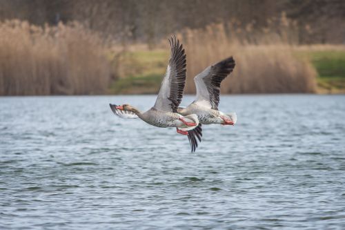 geese greylag goose lake