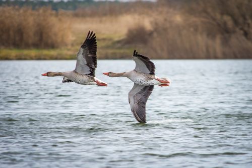 geese greylag goose lake