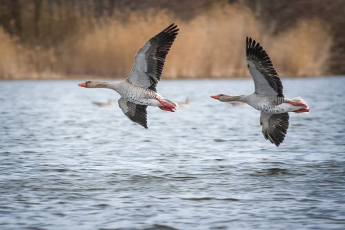 geese greylag goose lake