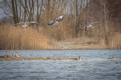 geese greylag goose lake