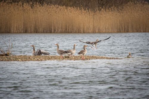 geese greylag goose lake