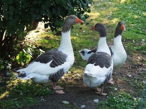 geese animals nature