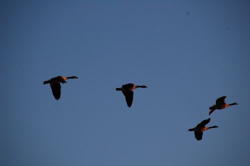 geese flying sky