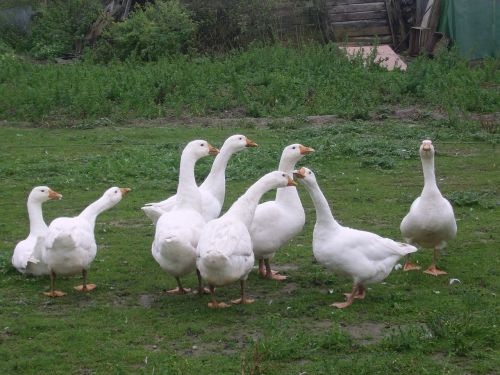 geese nature summer