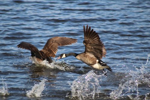 geese lake water