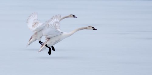 geese flight ice