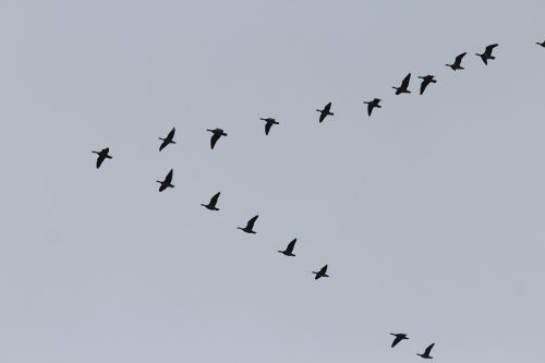 geese migratory birds swarm