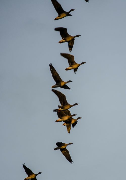 geese migratory birds fly