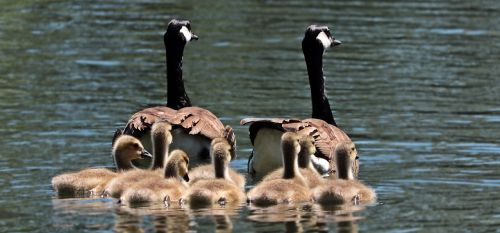 geese goose family family