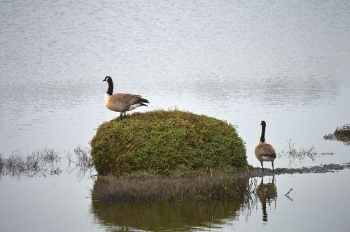 geese birds shollenberger