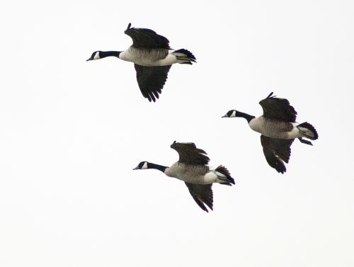 geese birds birds flying