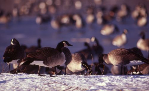 geese hunting migratory