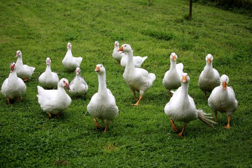 geese ducks flock