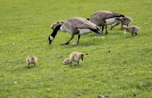 geese goslings field