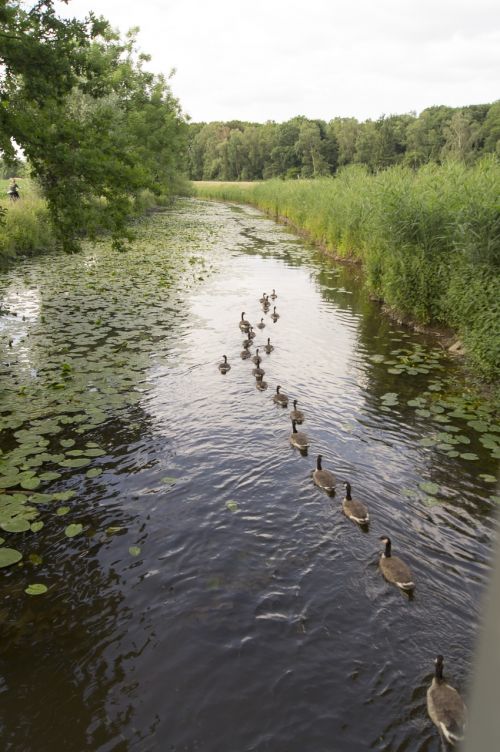 geese river nature