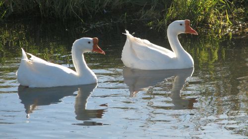 geese goose pond