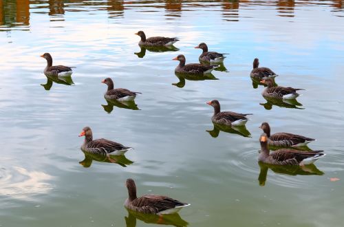 geese bird wild ducks