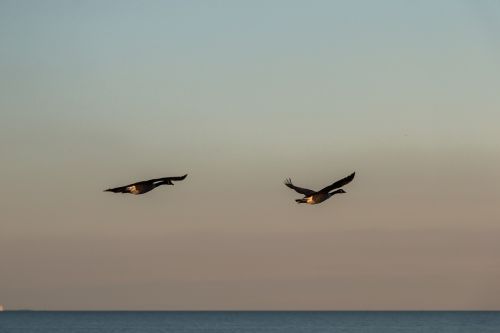 geese wave baltic sea
