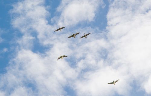 geese flying clouds