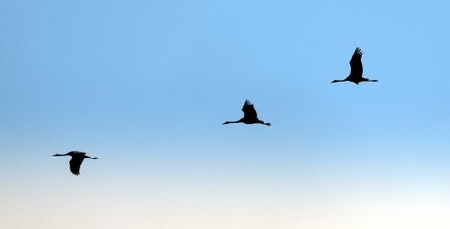 geese migratory birds bird