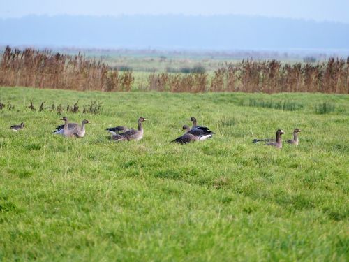 geese migratory birds wild geese