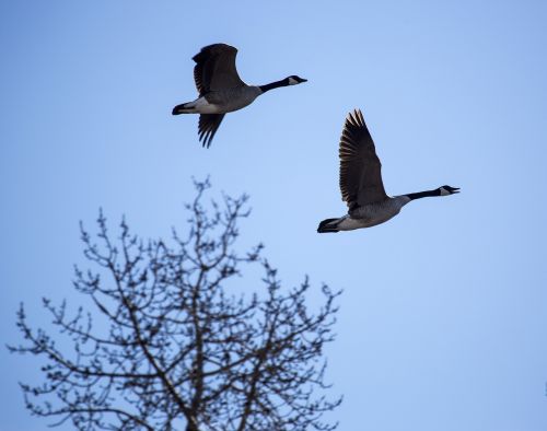 geese flying bird