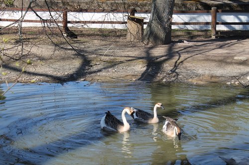 geese  pond  swim