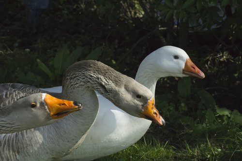 geese  bird  fauna