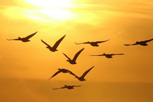 geese  winter  sunset