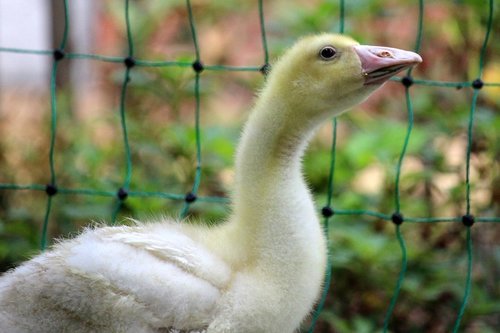 geese  chicks  poultry