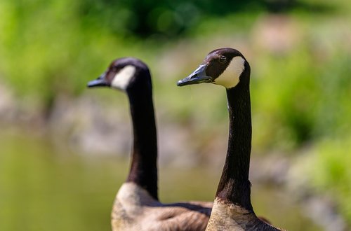 geese  canada geese  birds