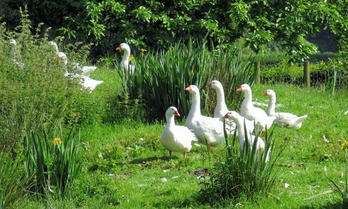 geese  farm  wales