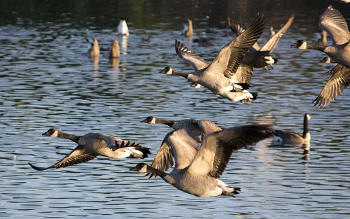 geese  bird  waterfowl