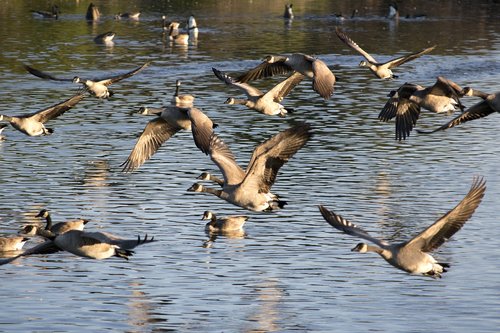 geese  bird  waterfowl