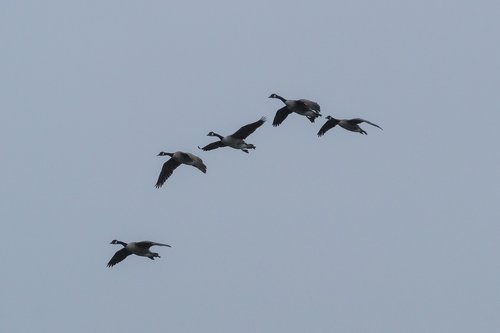 geese  birds  nature