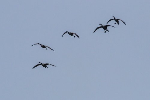 geese  birds  nature