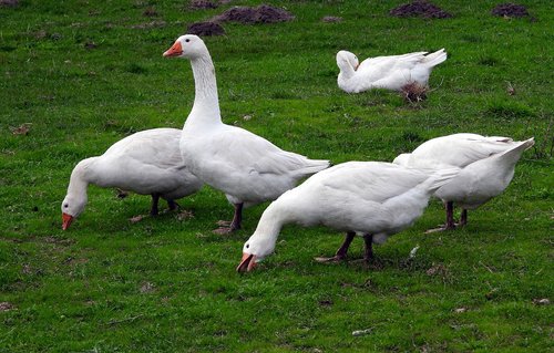 geese  white goose  animals
