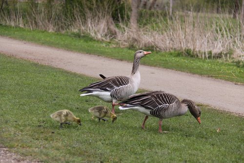geese  birds  family