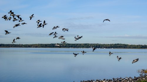 geese  flying  the birds