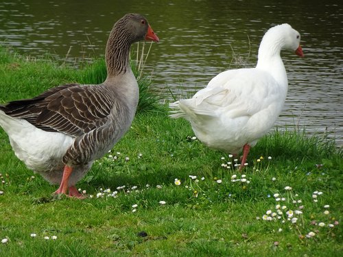 geese  birds  couple