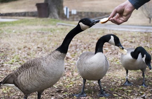 geese  hand  park