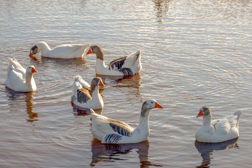 geese  bird  waterfowl