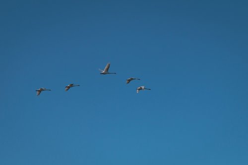 geese  sky  flying
