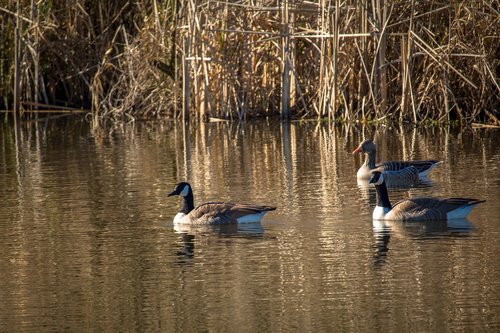 geese  goose  water