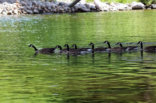 geese  nature  water